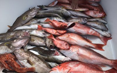 Deep Dropping Bottom Fishing Trips